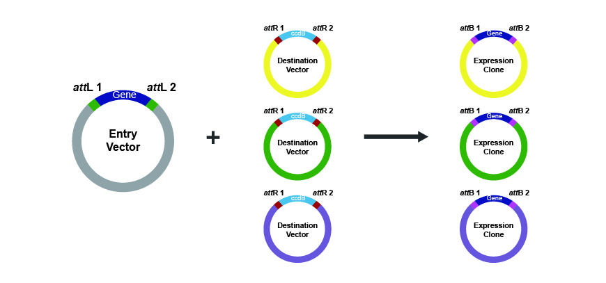 blyant Fjernelse afrikansk Overview of the Gateway ® Cloning