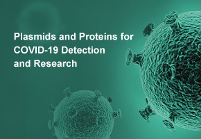 Plasmids, Proteins and Peptides for COVID-19 Detection and Research