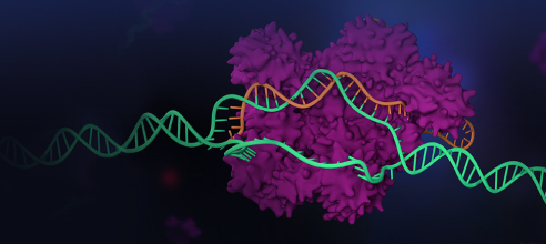 Genome Editing